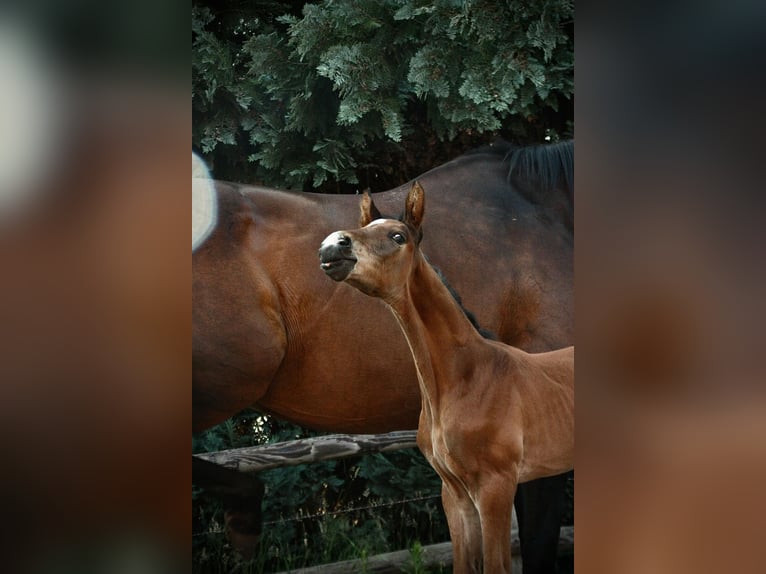 Oldenburger Hengst 1 Jahr in Rotenburg (W&#xFC;mme)