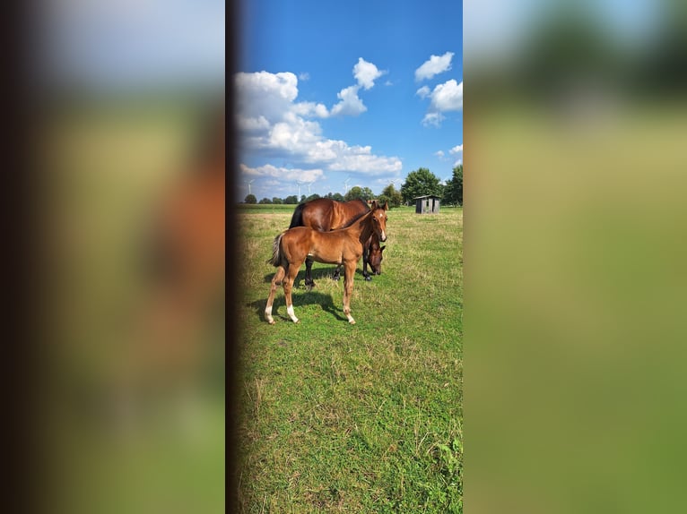 Oldenburger Hengst 1 Jahr in Rotenburg (W&#xFC;mme)