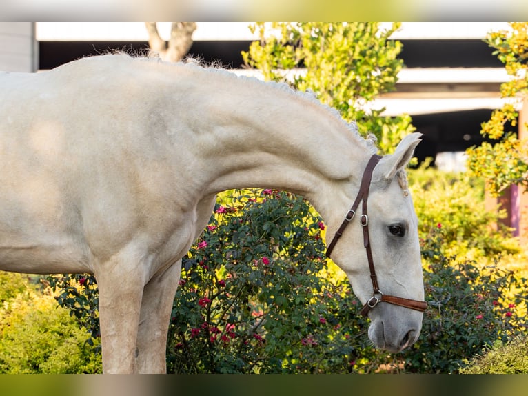 Oldenburger Hengst 1 Jahr Palomino in Magnolia