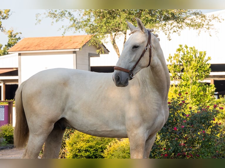 Oldenburger Hengst 1 Jahr Palomino in Magnolia