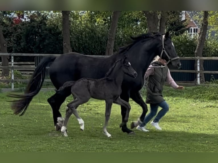 Oldenburger Hengst 1 Jahr Rappe in Lastrup