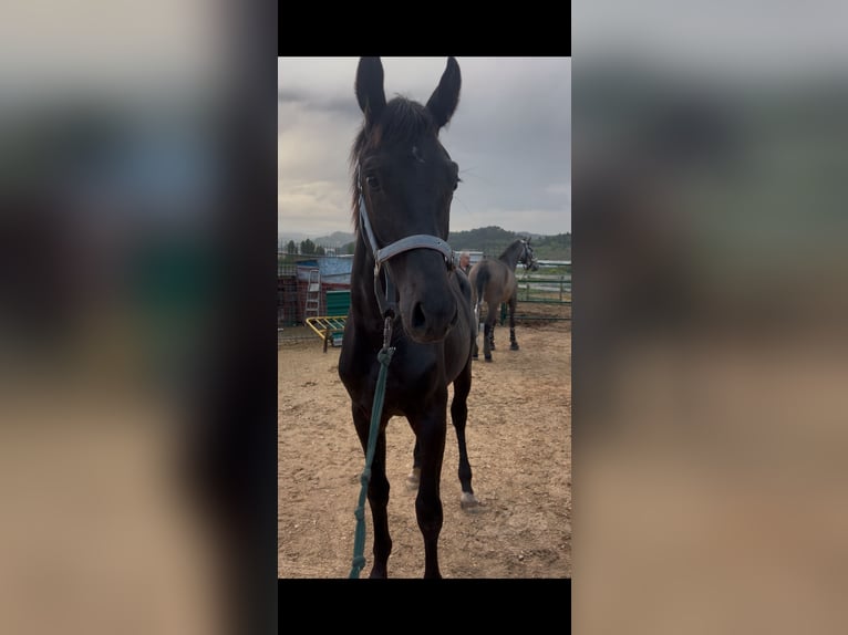 Oldenburger Hengst 1 Jahr Rappe in Logroño