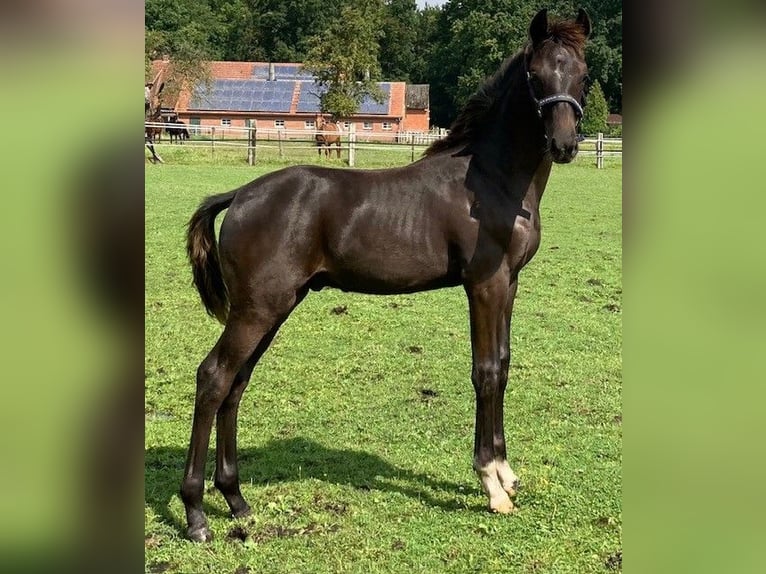 Oldenburger Hengst 1 Jahr Rappe in Großenkneten