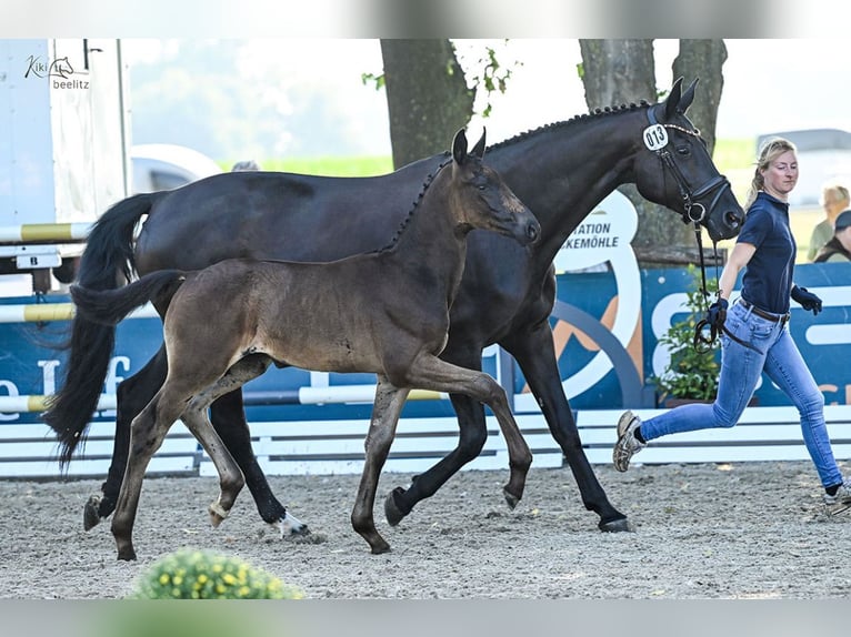 Oldenburger Hengst 1 Jahr Schwarzbrauner in Cloppenburg