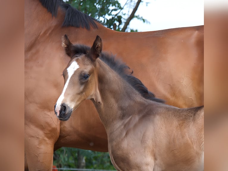 Oldenburger Hengst 1 Jahr Schwarzbrauner in Hude (Oldenburg)