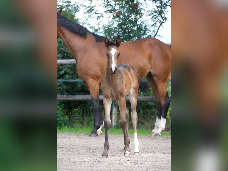 Oldenburger Hengst 1 Jahr Schwarzbrauner in Hude (Oldenburg)