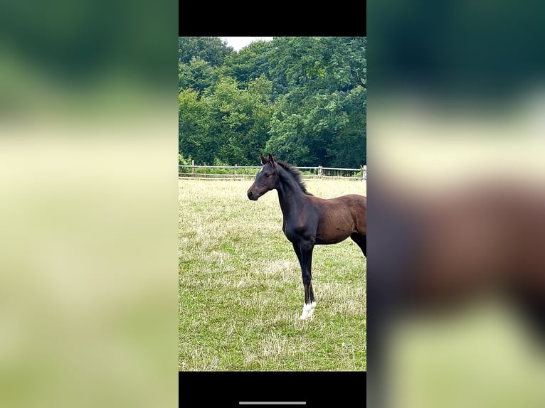 Oldenburger Hengst 1 Jahr Schwarzbrauner in Rosdorf