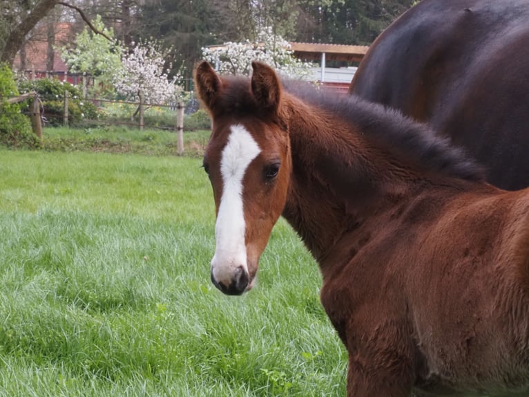 Oldenburger Hengst 1 Jahr Schwarzbrauner in Bramsche