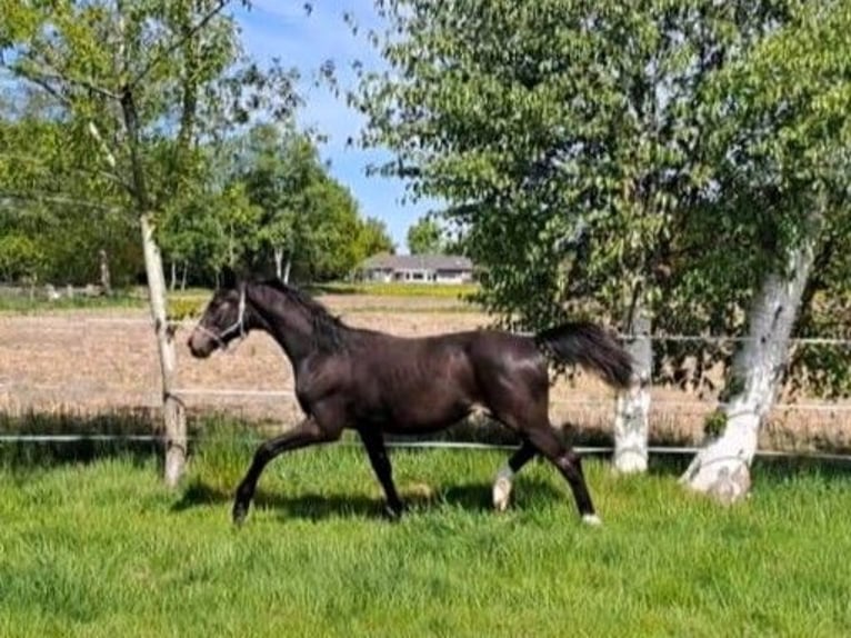 Oldenburger Hengst 1 Jahr Schwarzbrauner in Aurich
