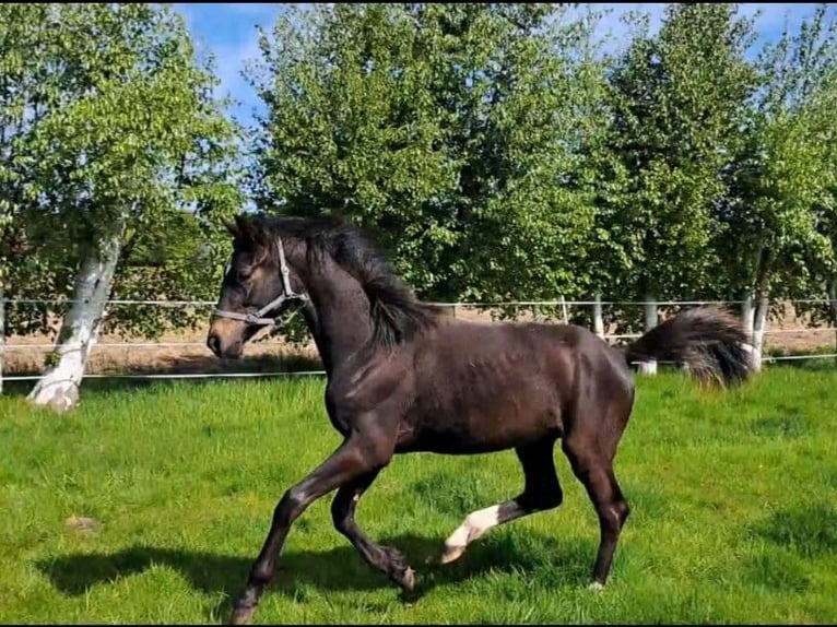 Oldenburger Hengst 1 Jahr Schwarzbrauner in Aurich