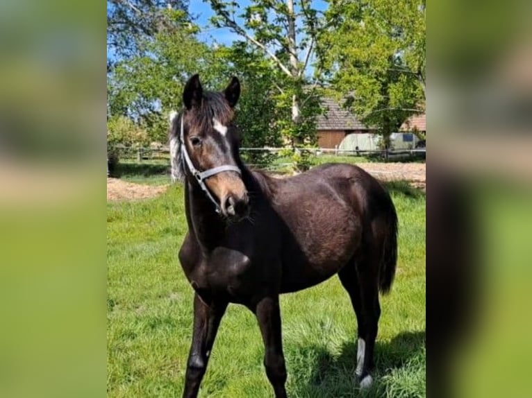 Oldenburger Hengst 1 Jahr Schwarzbrauner in Aurich