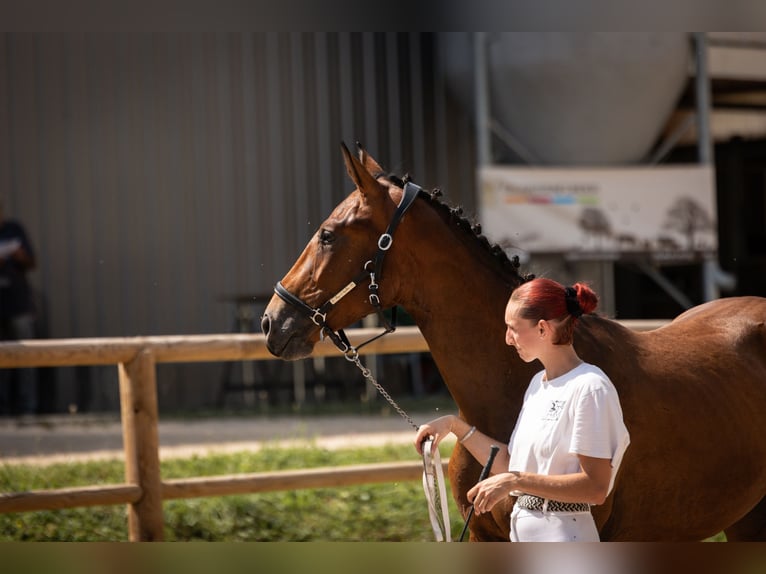 Oldenburger Hengst 2 Jaar 154 cm Bruin in Steinbrunn-le-bas