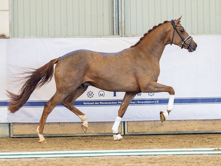 Oldenburger Hengst 2 Jaar 162 cm Donkere-vos in Redefin