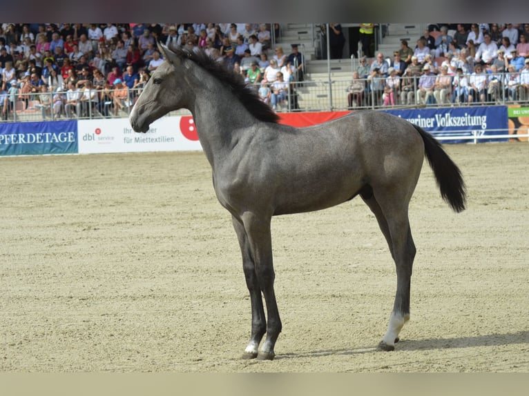 Oldenburger Hengst 2 Jaar 163 cm Appelschimmel in Parchim