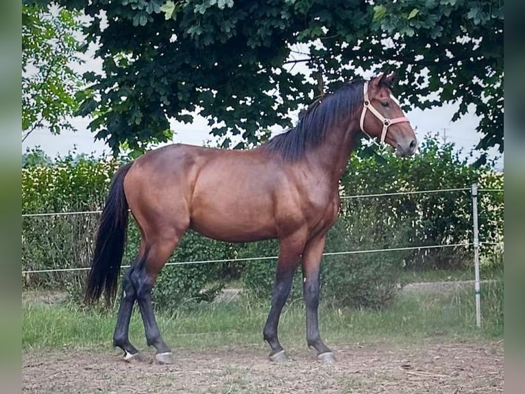 Oldenburger Hengst 2 Jaar 163 cm Bruin in Nov&#xE1; Ves