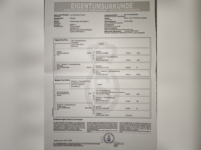 Oldenburger Hengst 2 Jaar 163 cm Bruin in Nov&#xE1; Ves