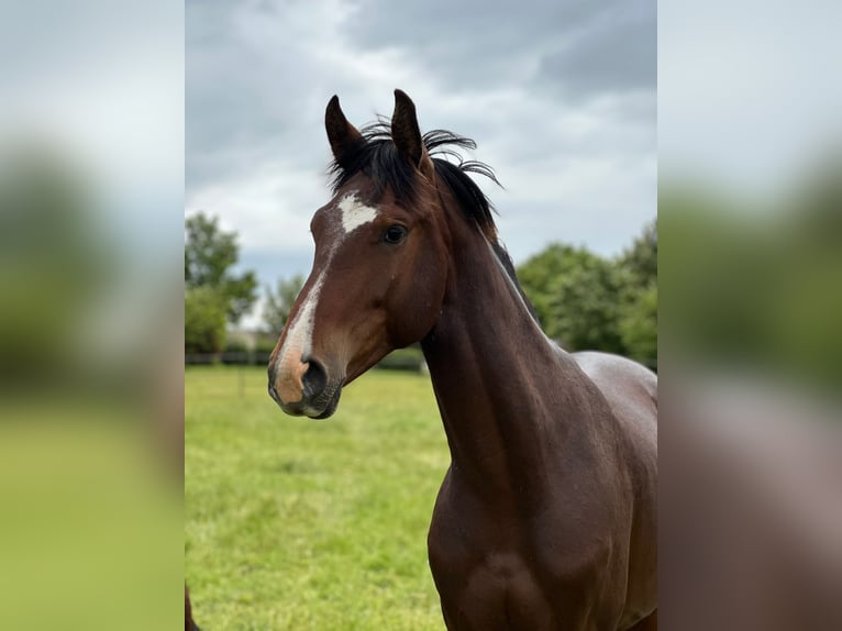 Oldenburger Hengst 2 Jaar 163 cm Bruin in Nov&#xE1; Ves