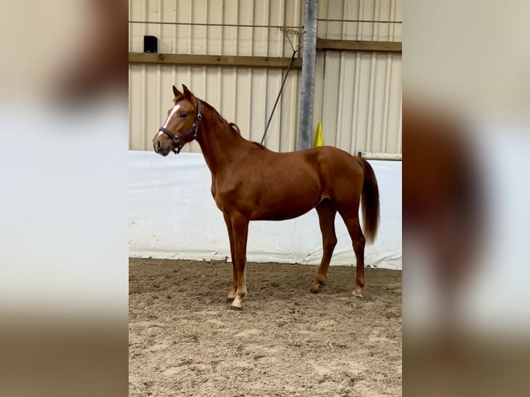Oldenburger Hengst 2 Jaar 163 cm Vos in Garrel