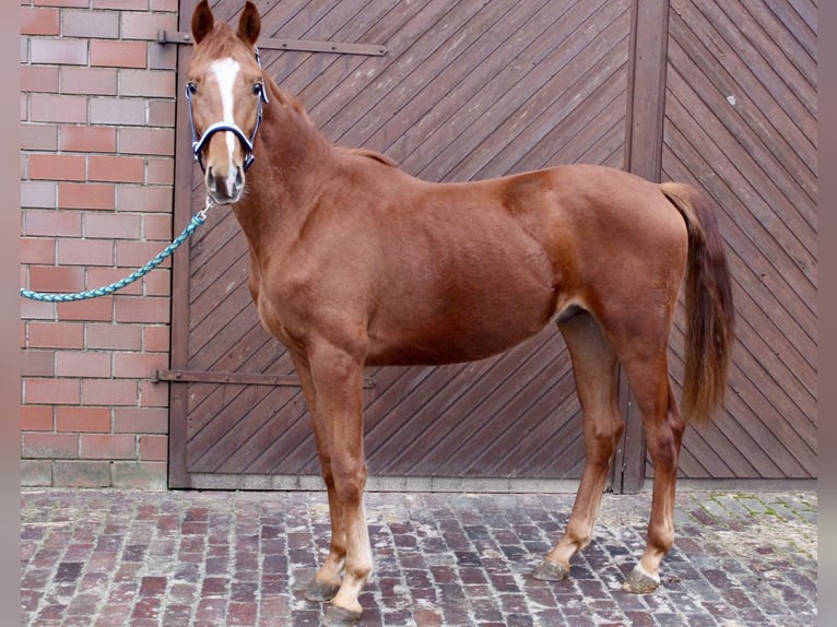 Oldenburger Hengst 2 Jaar 163 cm Vos in Garrel
