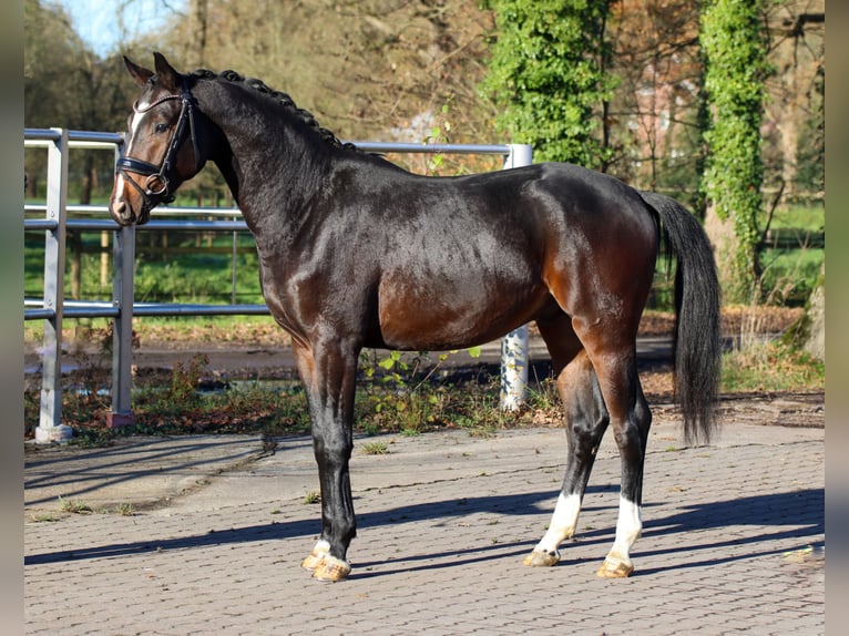 Oldenburger Hengst 2 Jaar 164 cm Donkerbruin in Lienen
