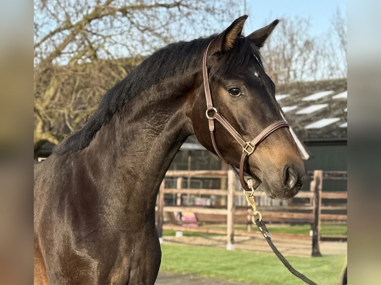 Oldenburger Hengst 2 Jaar 165 cm Donkerbruin in Zieuwent