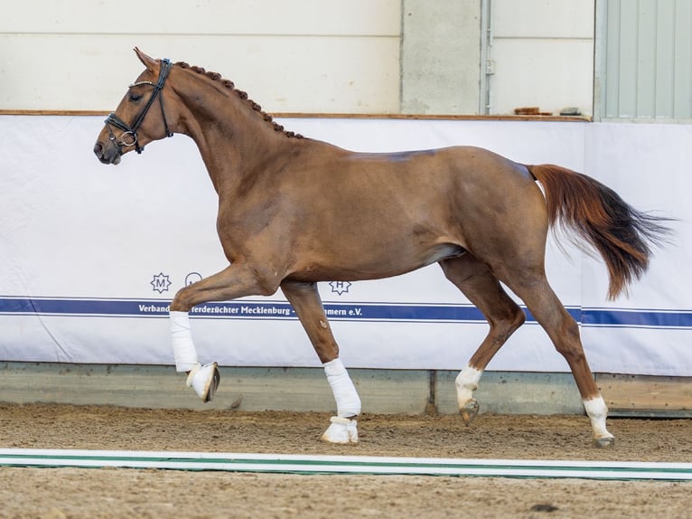 Oldenburger Hengst 2 Jaar 165 cm Donkere-vos in Redefin