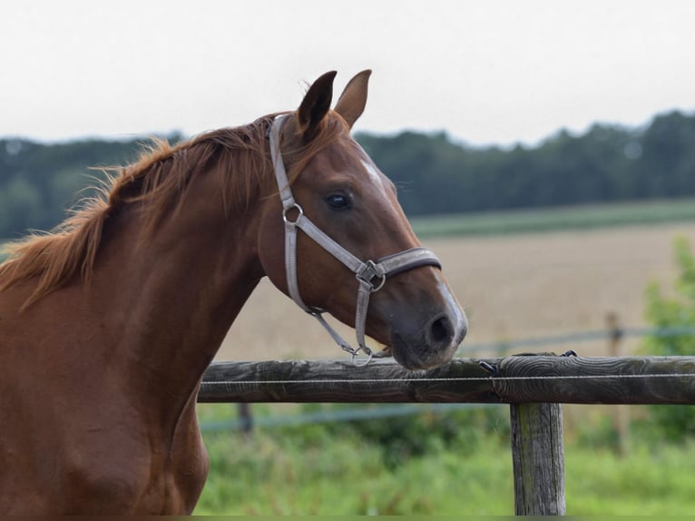 Oldenburger Hengst 2 Jaar 165 cm Vos in Hude (Oldenburg)