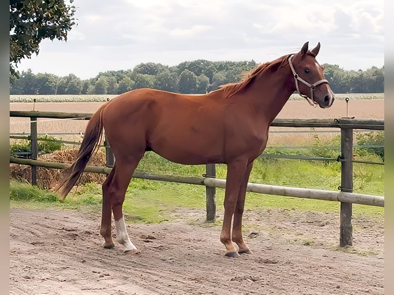 Oldenburger Hengst 2 Jaar 165 cm Vos in Hude (Oldenburg)