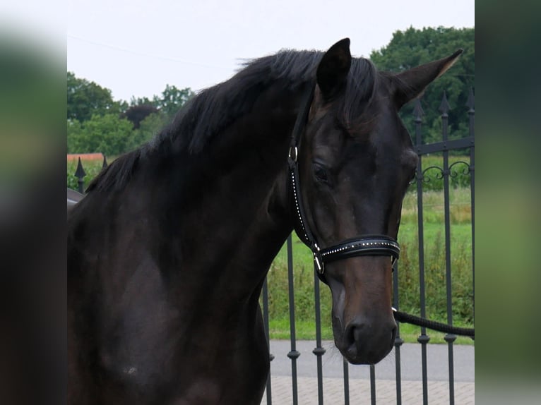 Oldenburger Hengst 2 Jaar 165 cm Zwartbruin in Werlte