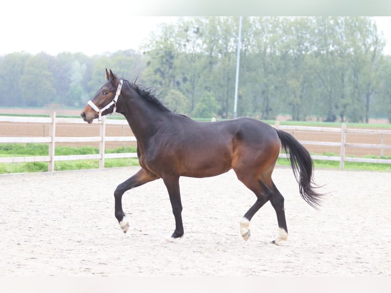 Oldenburger Hengst 2 Jaar 166 cm Bruin in Pepingen