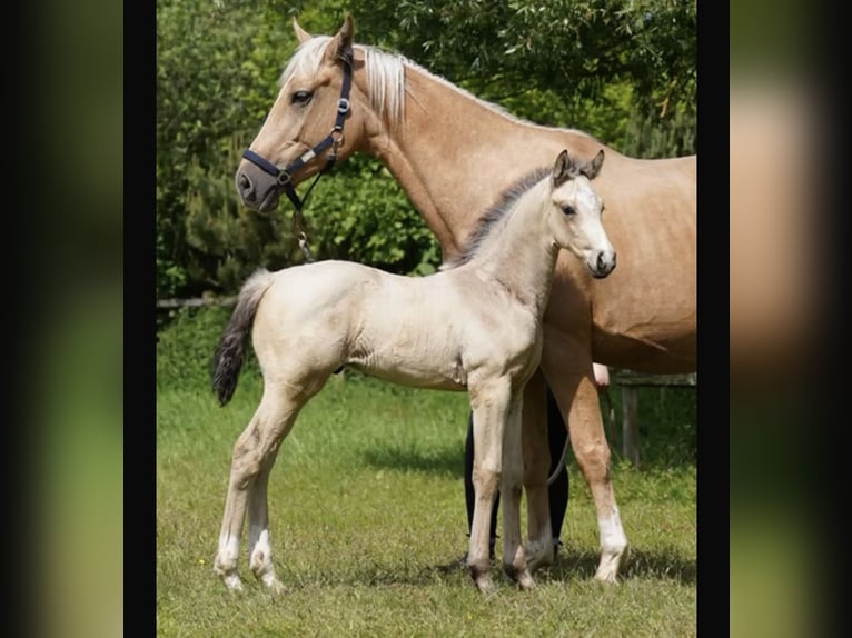 Oldenburger Hengst 2 Jaar 167 cm Buckskin in Sottrum