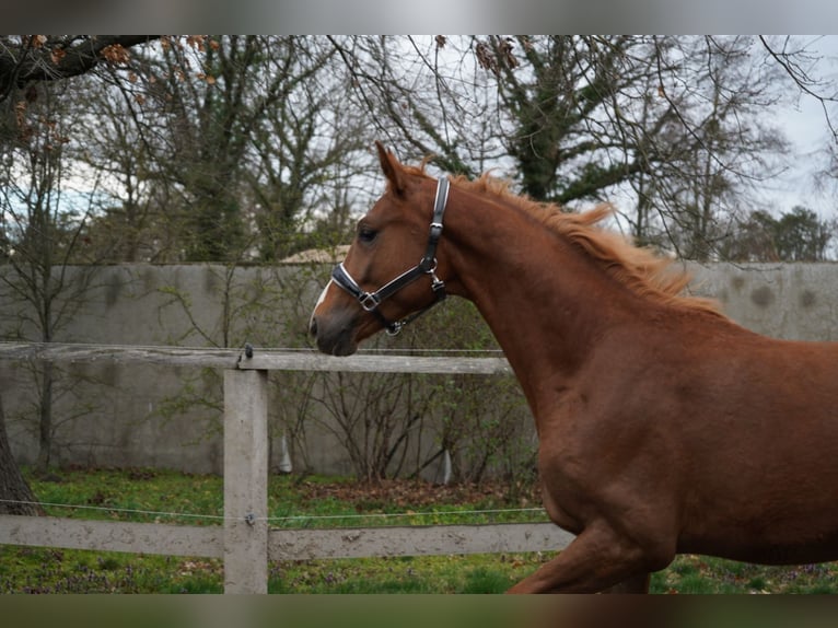 Oldenburger Hengst 2 Jaar 167 cm Vos in Graditz