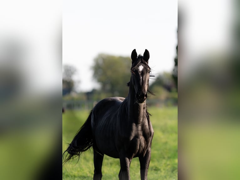 Oldenburger Hengst 2 Jaar 167 cm Zwart in Lohne (Oldenburg)