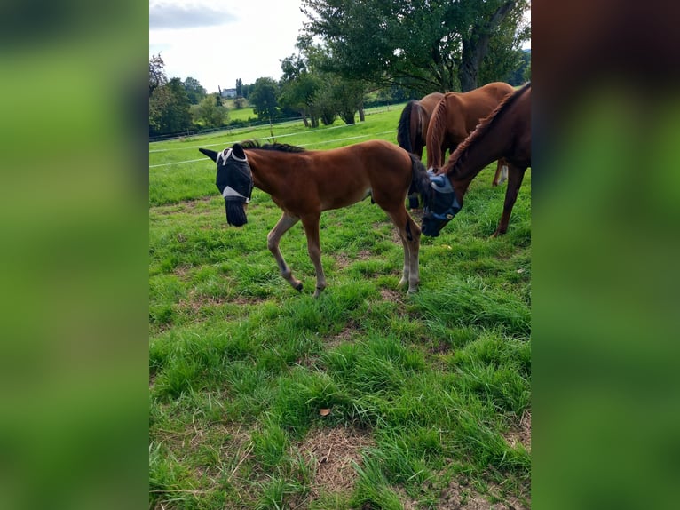 Oldenburger Hengst 2 Jaar 168 cm Bruin in Kronberg im Taunus