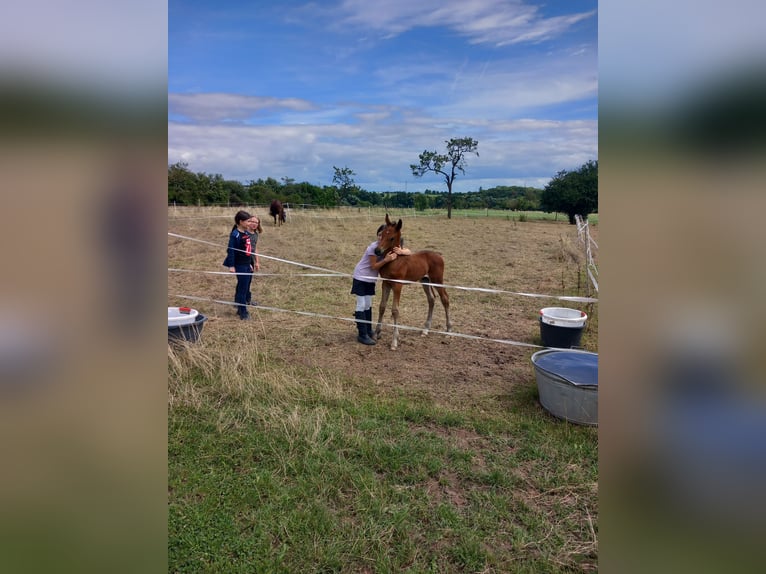Oldenburger Hengst 2 Jaar 168 cm Bruin in Kronberg im Taunus