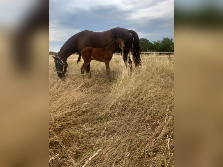 Oldenburger Hengst 2 Jaar 168 cm Bruin in Kronberg im Taunus