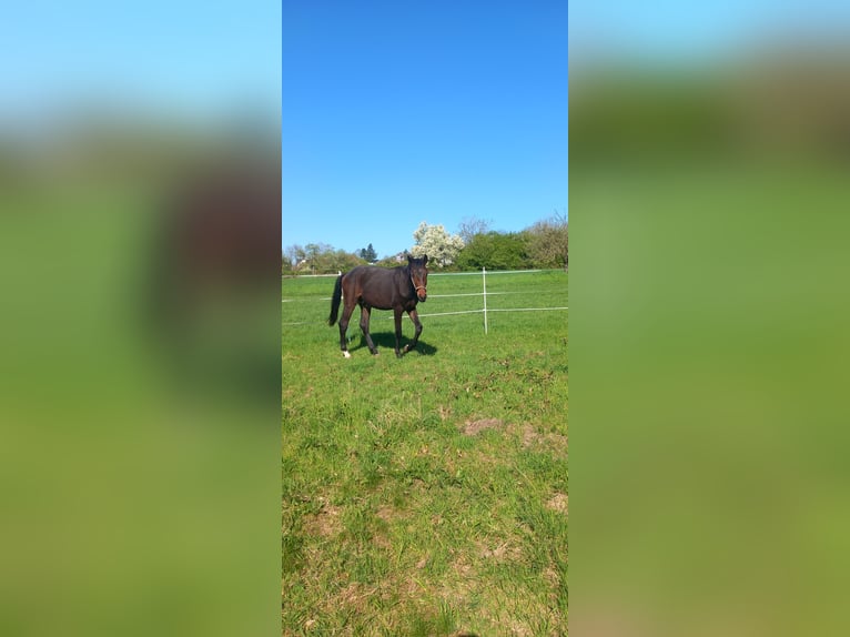 Oldenburger Hengst 2 Jaar 168 cm Bruin in Kronberg im Taunus