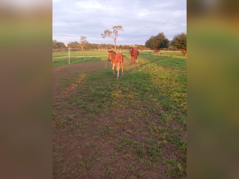 Oldenburger Hengst 2 Jaar 168 cm Bruin in Kronberg im Taunus