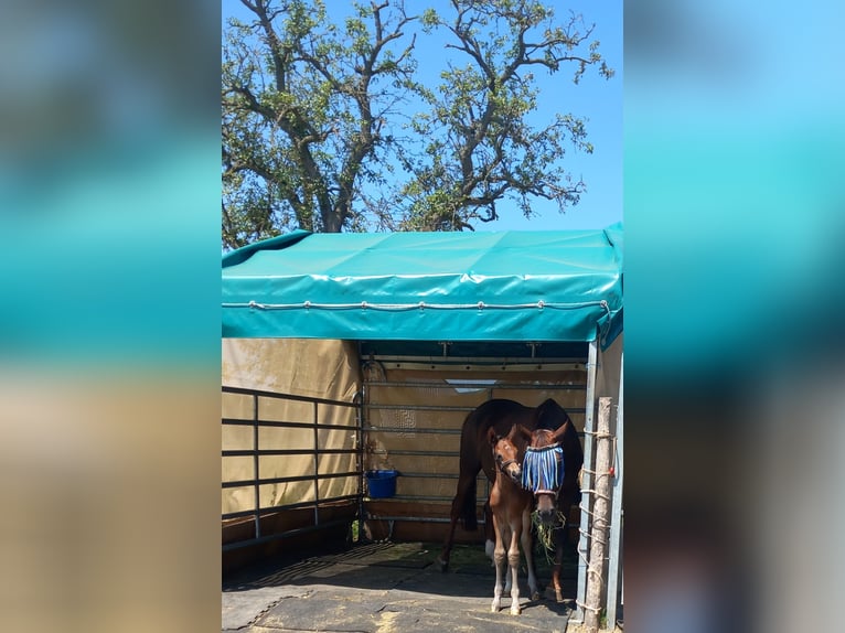 Oldenburger Hengst 2 Jaar 168 cm Bruin in Kronberg im Taunus