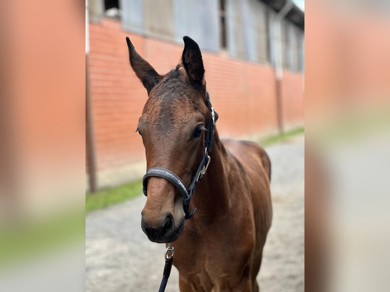 Oldenburger Hengst 2 Jaar 168 cm Bruin in Westerstede