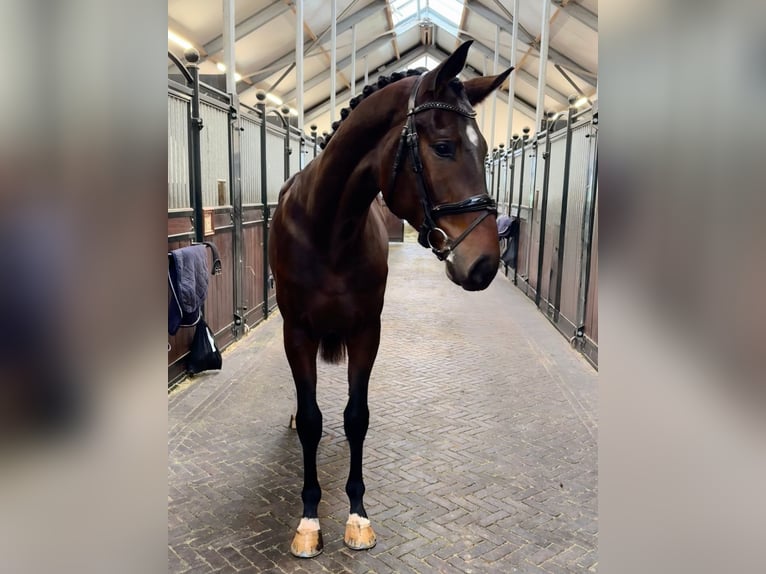Oldenburger Hengst 2 Jaar 168 cm Donkerbruin in GROTE-BROGEL