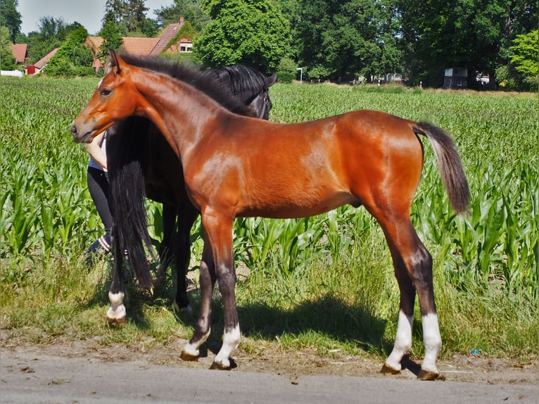 Oldenburger Hengst 2 Jaar 169 cm Bruin in Bramsche