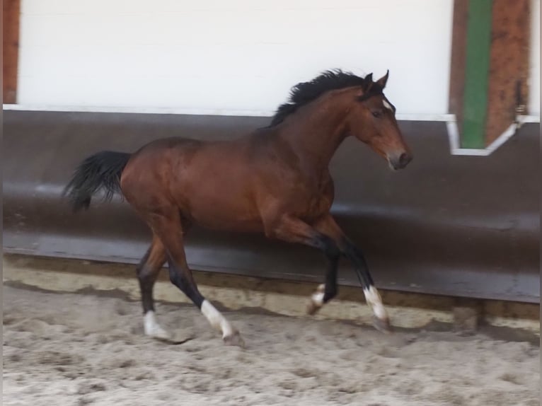 Oldenburger Hengst 2 Jaar 169 cm Bruin in Bramsche