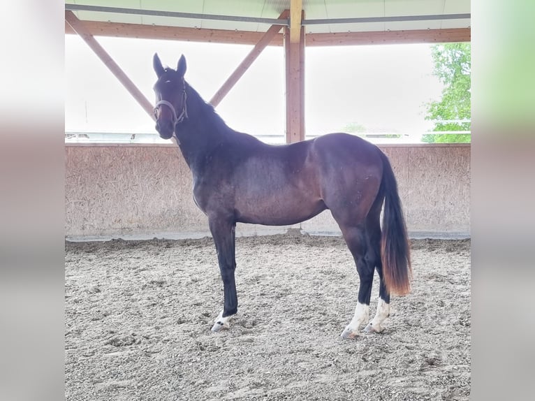 Oldenburger Hengst 2 Jaar 169 cm Donkerbruin in Neupotz