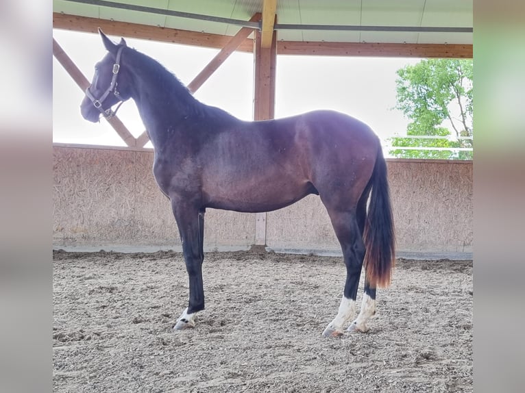 Oldenburger Hengst 2 Jaar 169 cm Donkerbruin in Neupotz