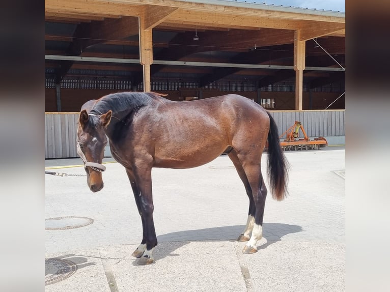 Oldenburger Hengst 2 Jaar 169 cm Donkerbruin in Neupotz