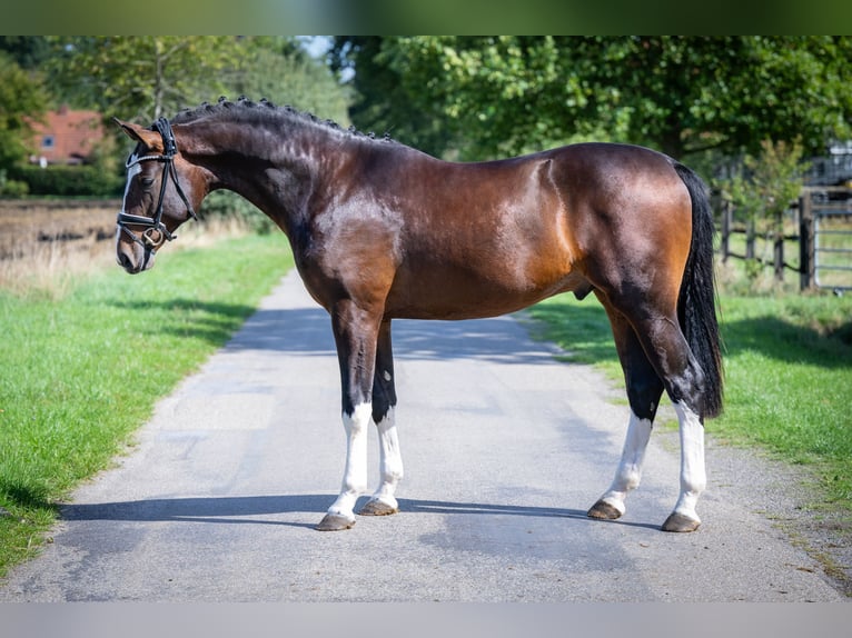 Oldenburger Hengst 2 Jaar 169 cm Donkerbruin in Bramsche