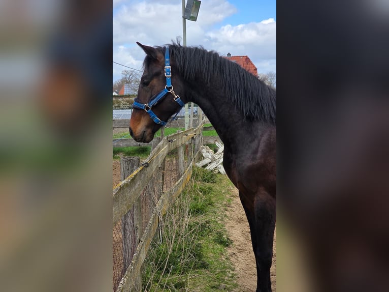 Oldenburger Hengst 2 Jaar 170 cm Donkerbruin in Rodewald