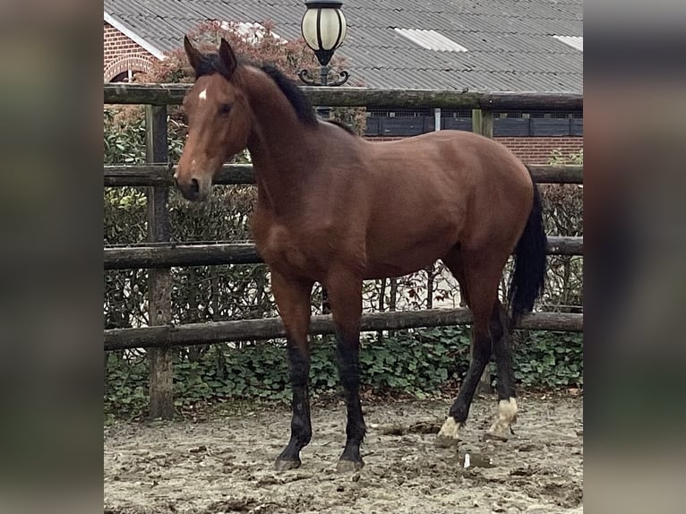 Oldenburger Hengst 2 Jaar 172 cm Bruin in Nordhorn