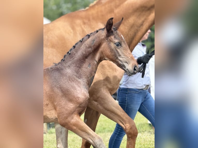 Oldenburger Hengst 2 Jaar 172 cm Donkerbruin in Blunk